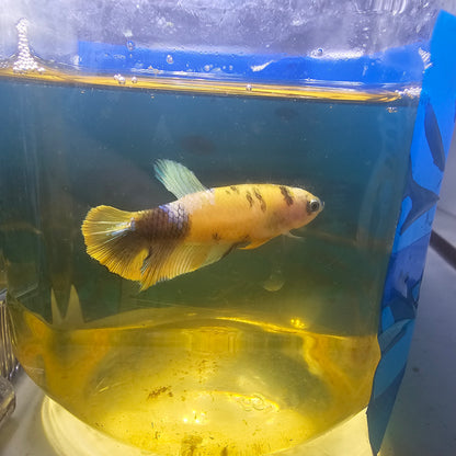 FULL COLOR YELLOW CANDY FEMMINA（BREEDING GRADE

）/种鱼级满色黄糖果251159