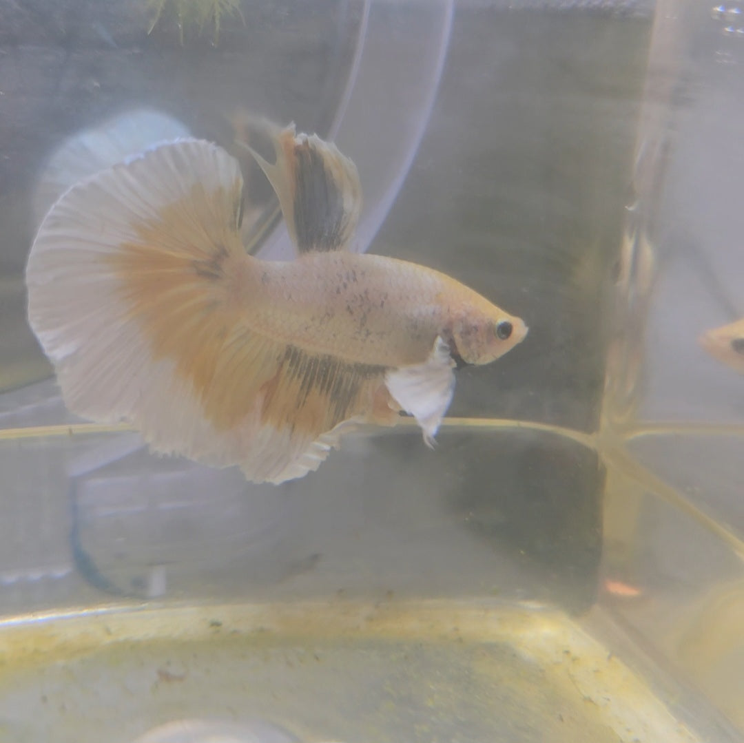 WHITE GIALLO DUMBO HALFMOON/淡黄水彩大耳半月251061