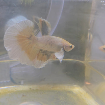 WHITE GIALLO DUMBO HALFMOON/淡黄水彩大耳半月251061