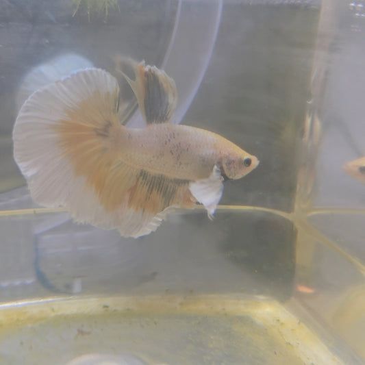 WHITE GIALLO DUMBO HALFMOON/淡黄水彩大耳半月251061