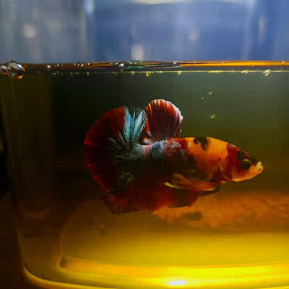 NEMO CANDY BETTA 260405