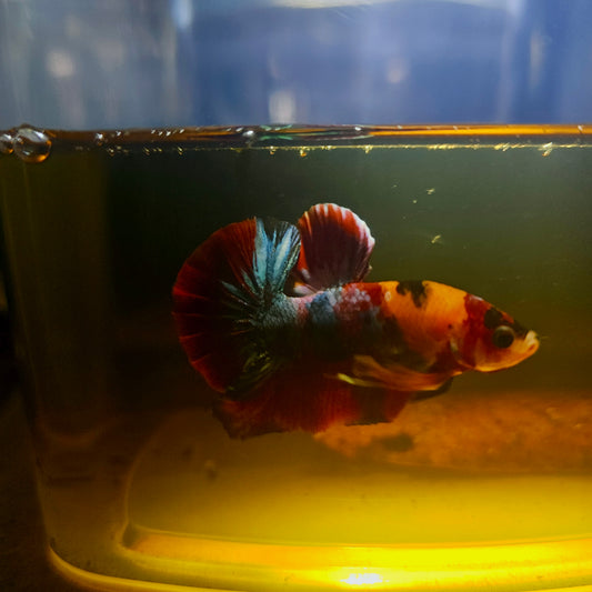 NEMO CANDY BETTA 260405