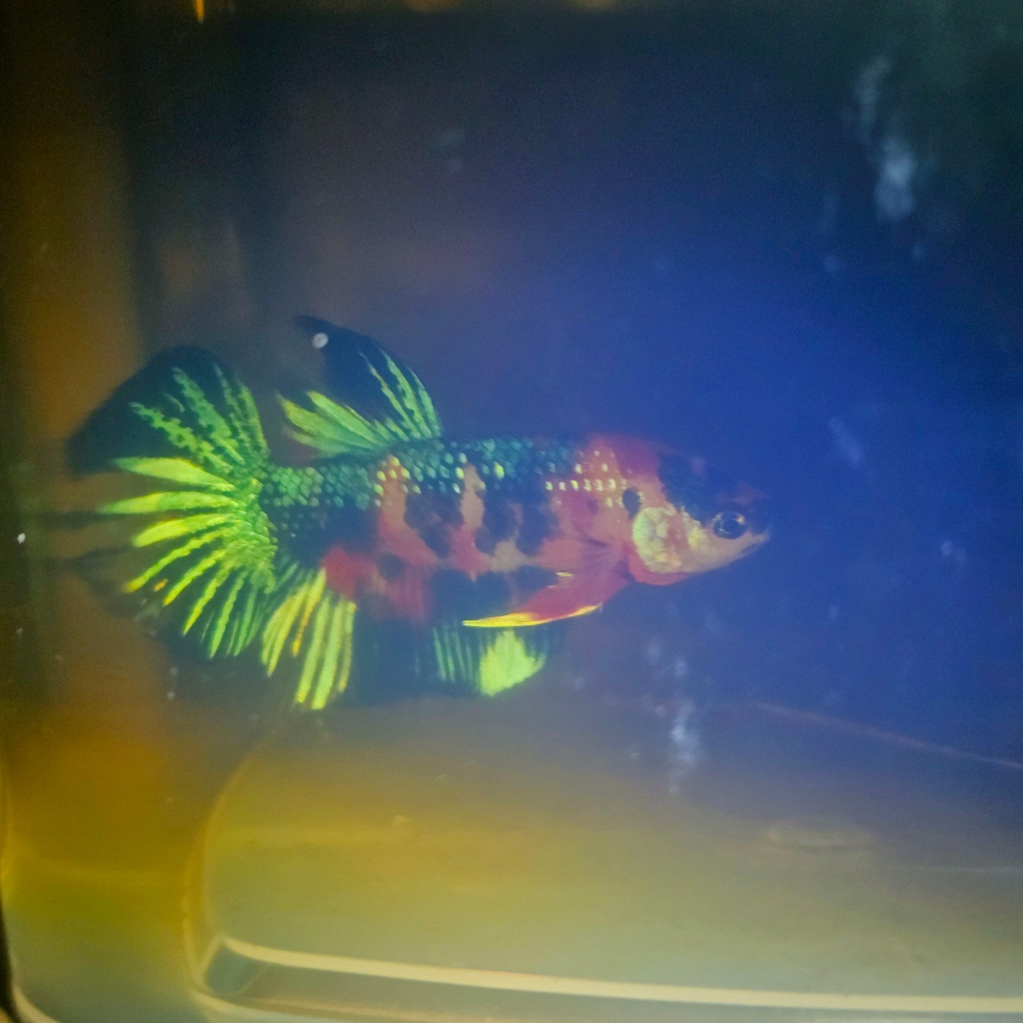 METALIC CANDY BETTA 260403