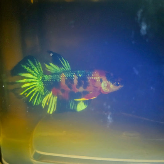 METALIC CANDY BETTA 260403