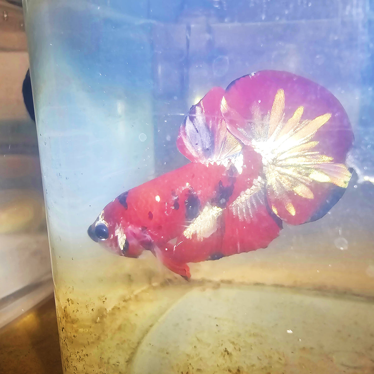 RED COPPER PK BETTA MALE 260903 premium Betta Fish
