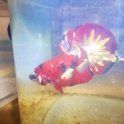 RED COPPER PK BETTA MALE 260903