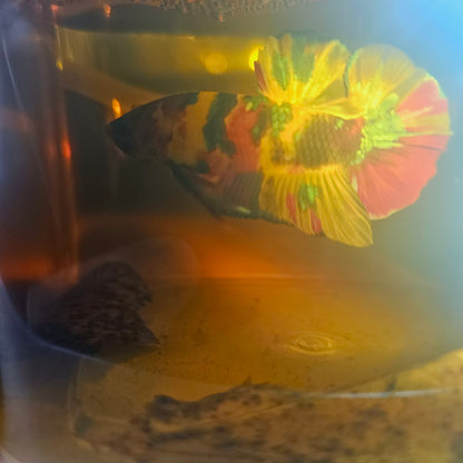 NEMO CANDY BETTA 260478