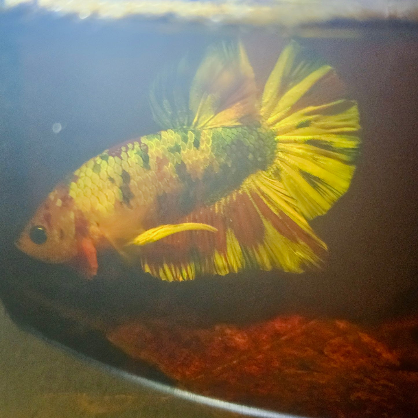 METALIC CANDY BETTA 260468