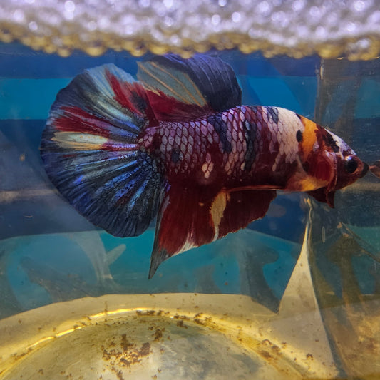 CANDY GALAXY HMPK/ 星河糖果将军251266