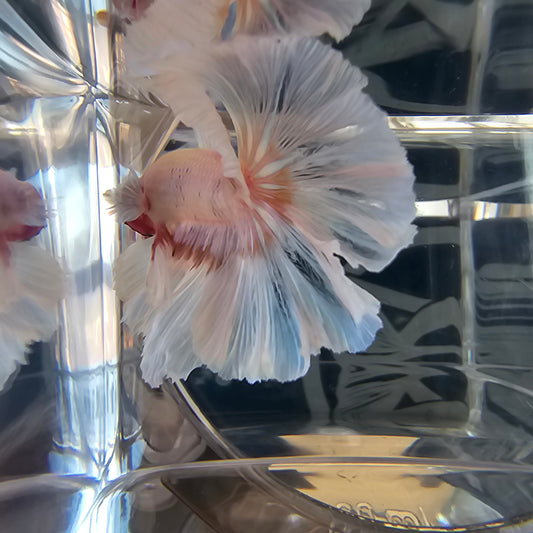 Halfmoon Apache rosa e bianco (OHM)250720