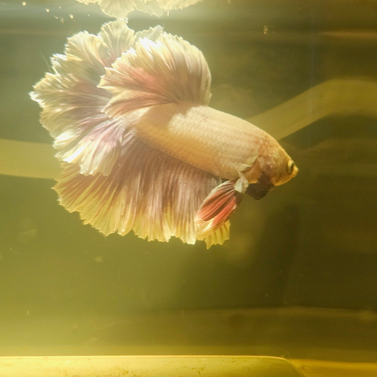 Light Color Maple Leaf Halfmoon Betta 2605A05