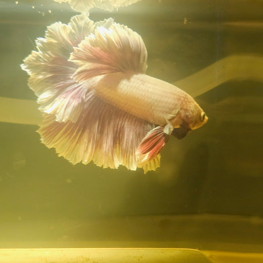 Light Color Maple Leaf Halfmoon Betta 2605A05