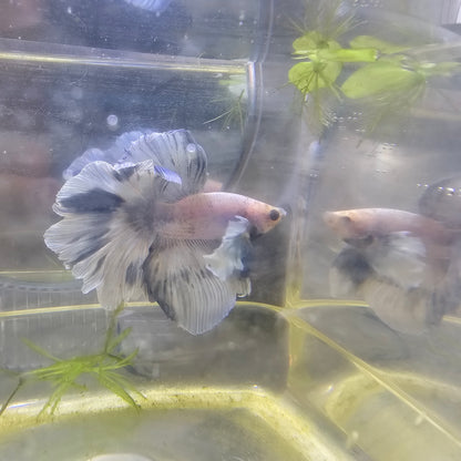 WHITE BLU DUMBO HALFMOON/青花色大耳半月251046