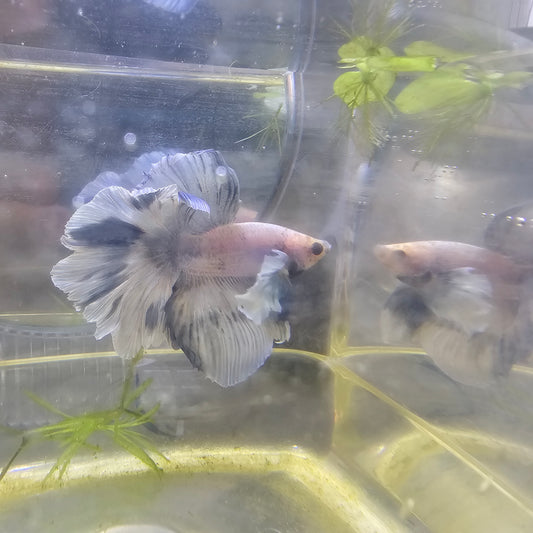 WHITE BLU DUMBO HALFMOON/青花色大耳半月251046