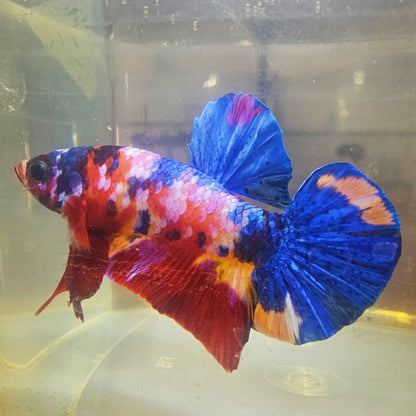 RED CALAXY CANDY HMPK BETTA 260904