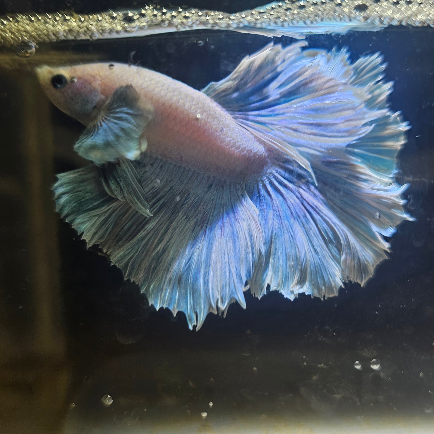 Light Color Maple Leaf Halfmoon Betta 2605A52
