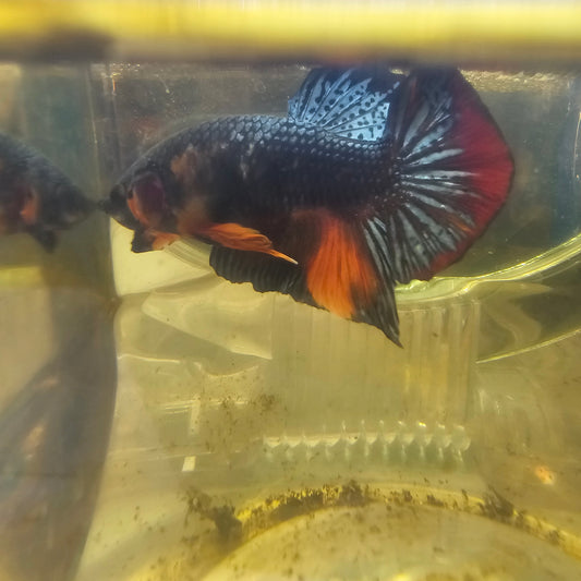 COPPER CANDY HMPK/ 金属糖果将军251203