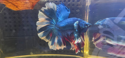 ROSE TAIL BLUE CANDY HALFMOON L (OHM)0603