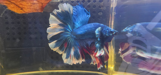 ROSE TAIL BLUE CANDY HALFMOON L (OHM)0603