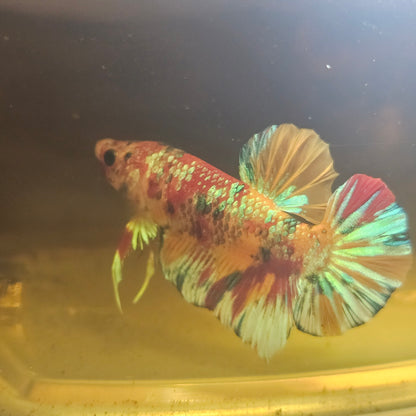 METALIC CANDY BETTA 260486