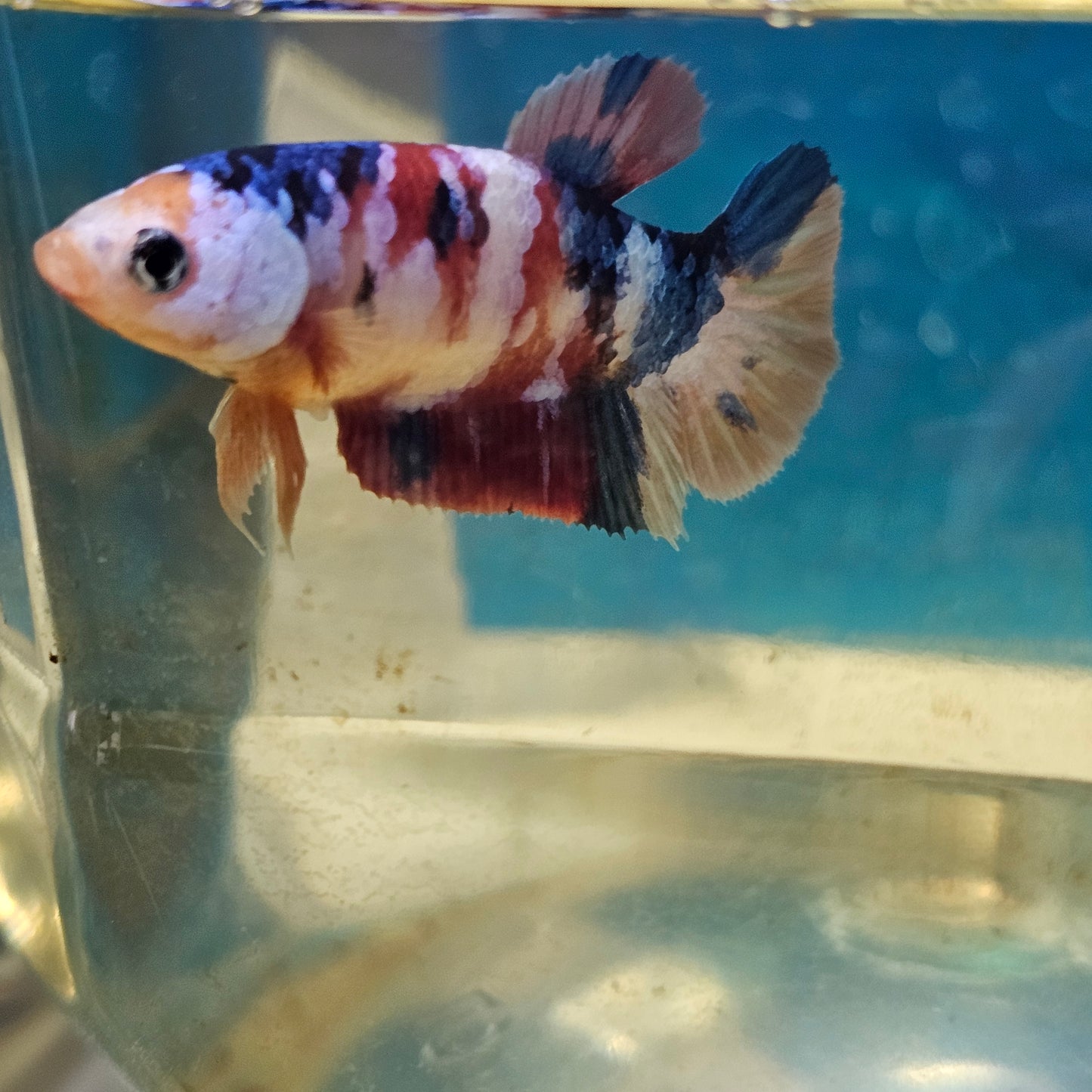 CANDY GALAXY PK FEMMINA/星河糖果将军种母251284