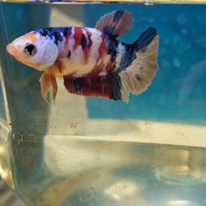 CANDY GALAXY PK FEMMINA/星河糖果将军种母251284