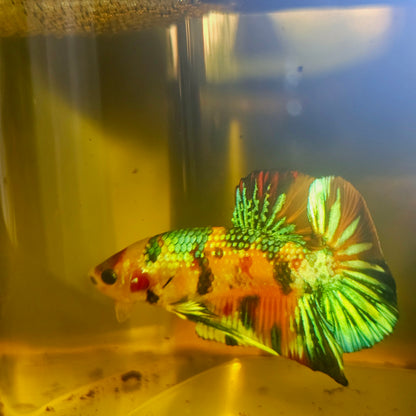 METALIC CANDY BETTA 260432
