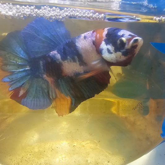 FULL COLOR WHITE CANDY GALAXY HMPK/满色白糖果星河251136