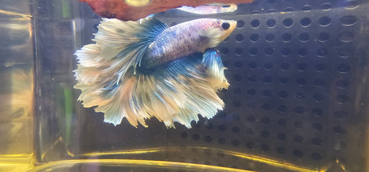 BLUE BIANCO FEATHER TAIL HALFMOON (APACHE) 0614