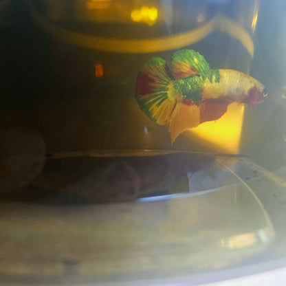 NEMO CANDY BETTA 260419
