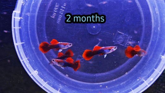 RED ROSÉ GUPPY THAILANDIA 4 MESI/2 MESI(VENDITA A COPPIE)