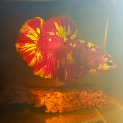 RGG BETTA 260495