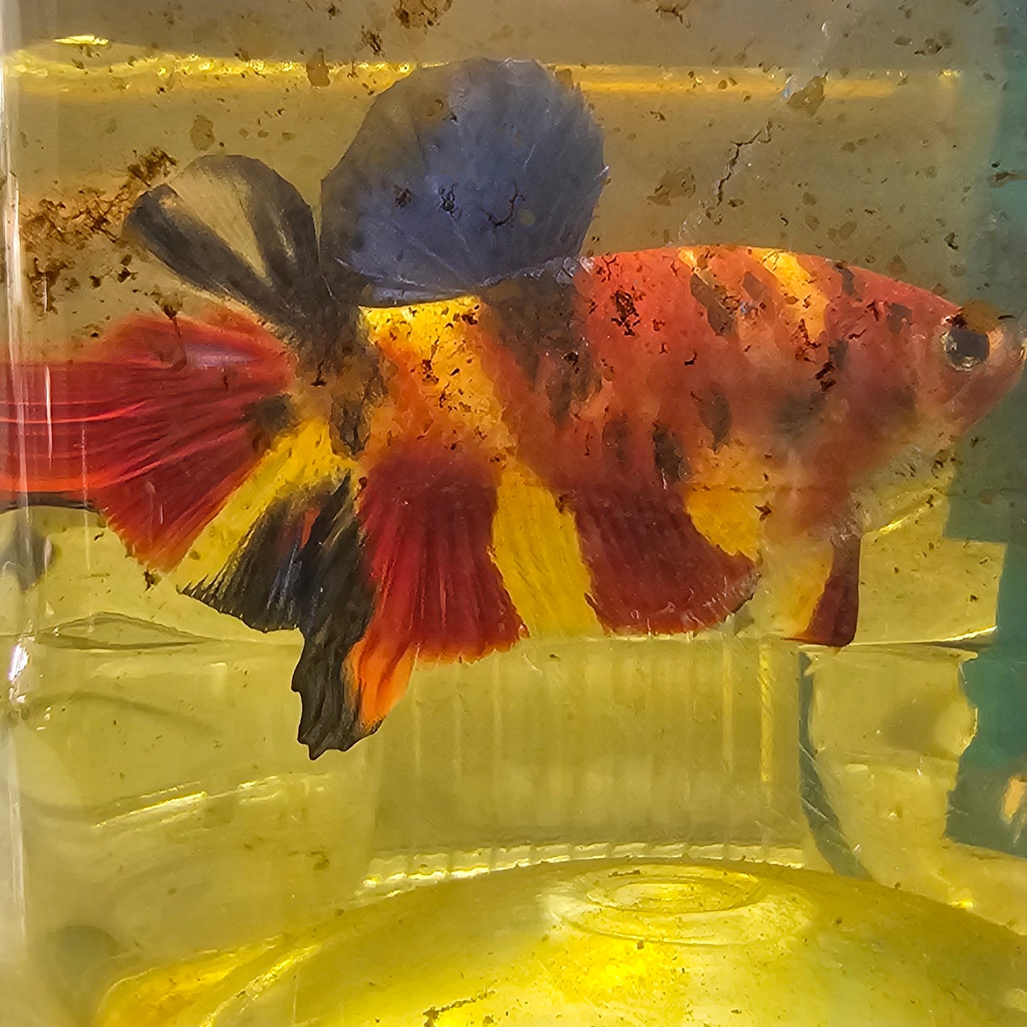 FULL COLOR NEMO CANDY HMPK/ 满色尼莫糖果251114