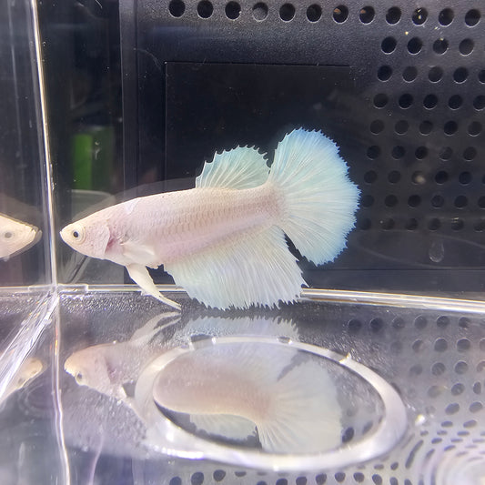 BIANCO/AZZURRO CHIARO HALFMOON FEMMINA 0634