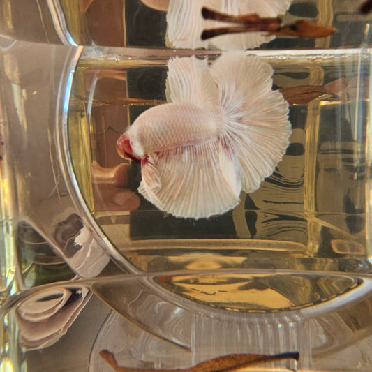 Halfmoon Apache bianco-viola 250708