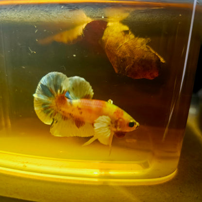 CANDY DUMBO BETTA 260443