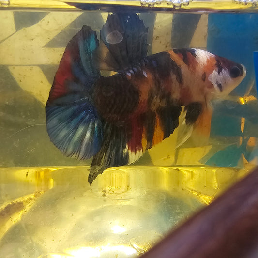 CANDY GALAXY HMPK/ 星河糖果将军251259