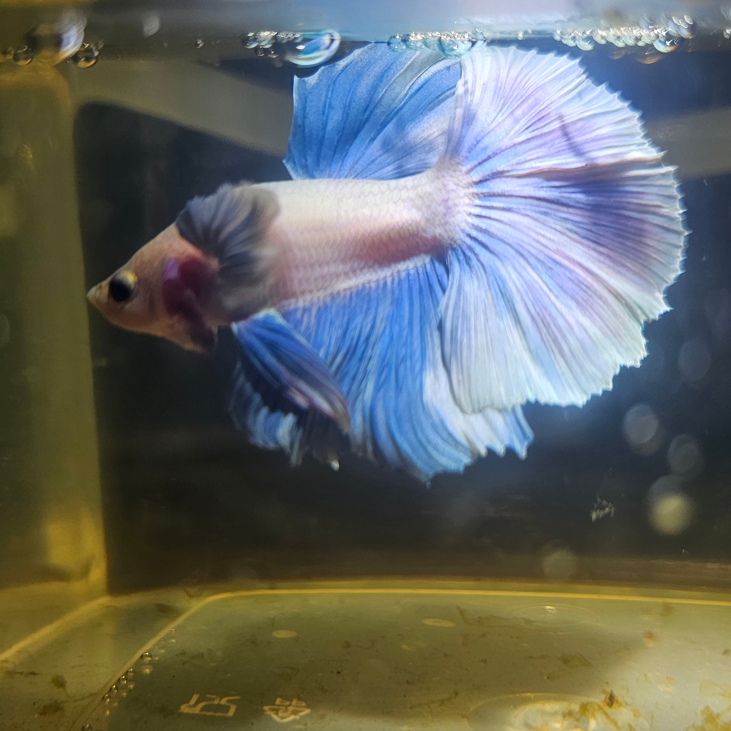 Light Color Rosetail Dumbo Halfmoon Betta 2605A55