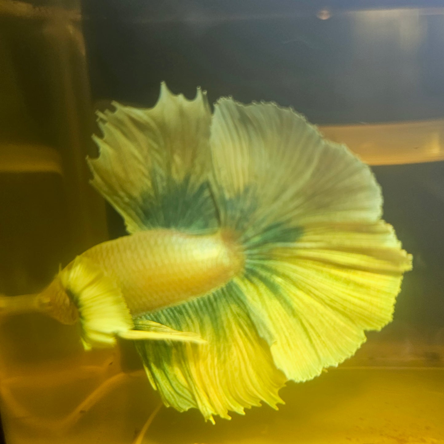 Light Color Dumbo Rosetail Halfmoon Betta 2605B43