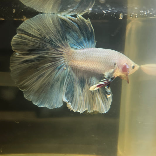 Light Color Rosetail Halfmoon Betta 2605A50