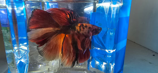 RED GALAXY CANDY HALFMOON (OHM) 250906