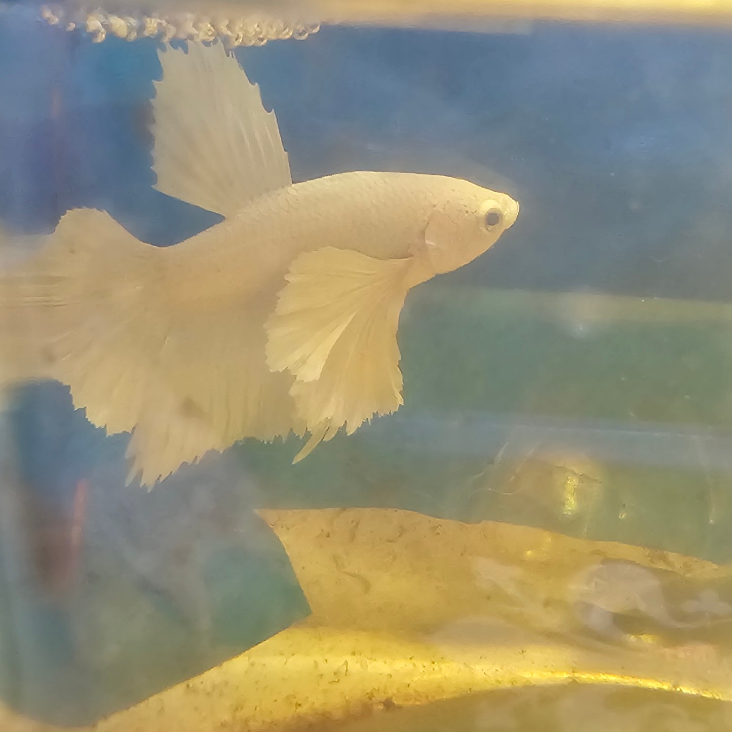 PURE WHITE DUMBO PK/纯白大耳将军251194