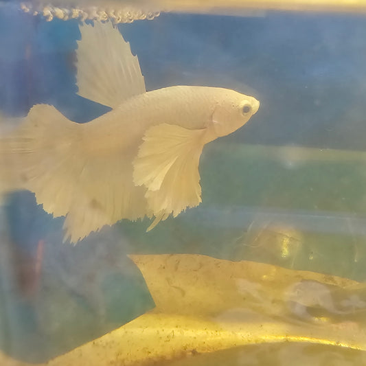 PURE WHITE DUMBO PK/纯白大耳将军251194