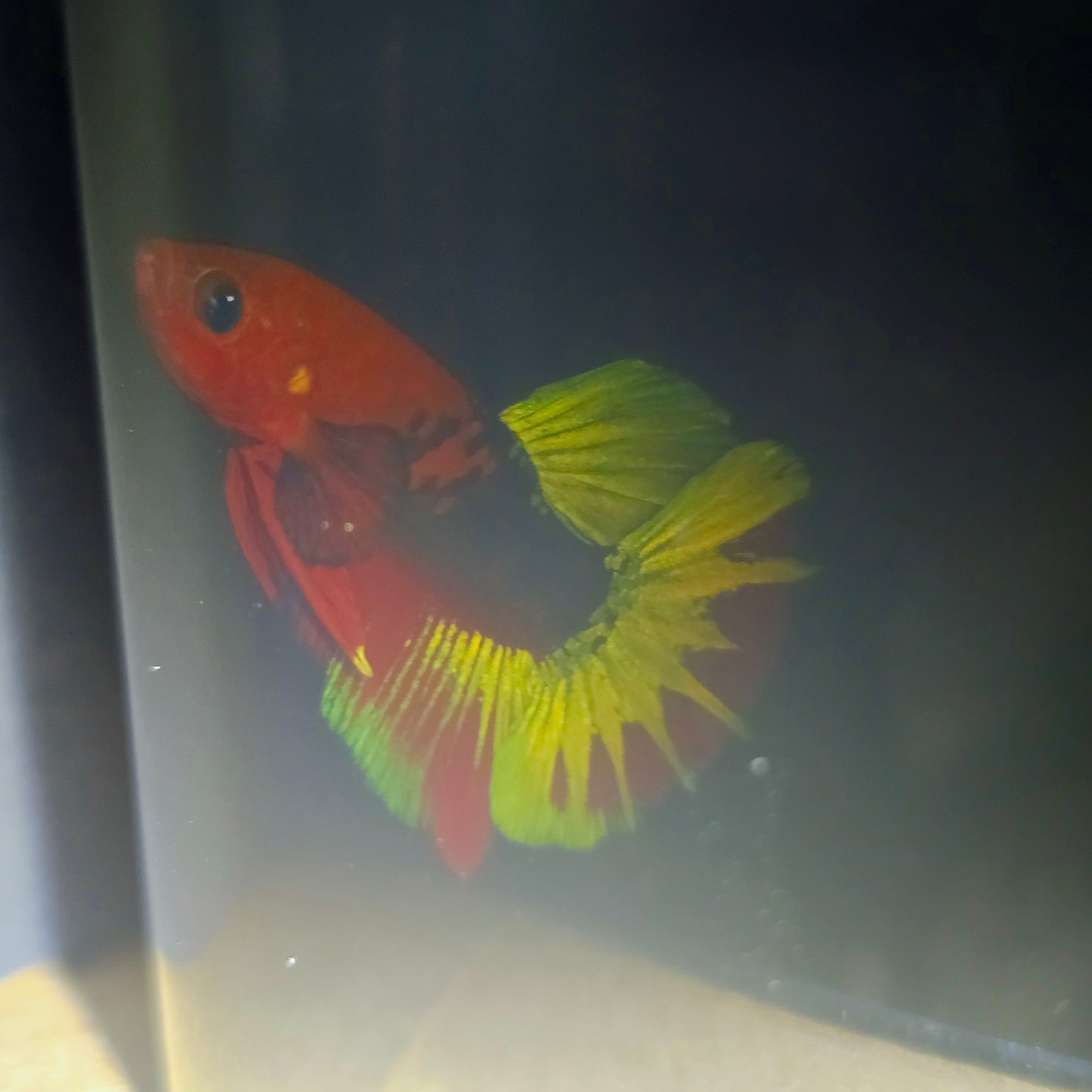 HELL BOY BETTA 260448