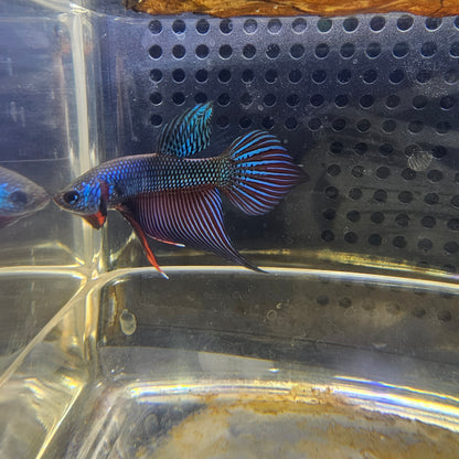 WILD BETTA SMARAGDINA CODA CHITARRA 0630