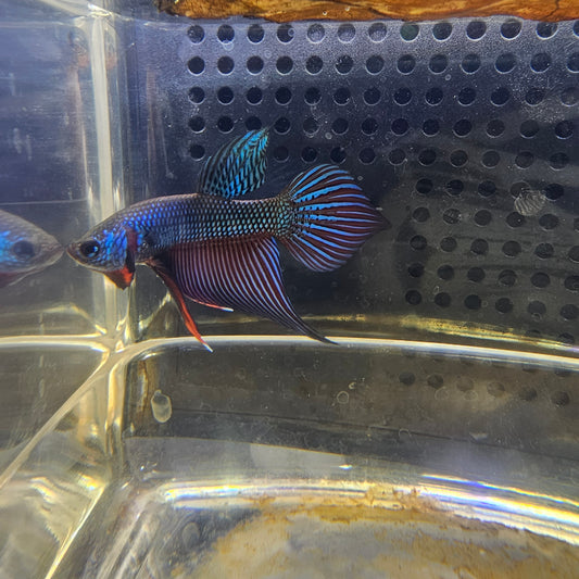 WILD BETTA SMARAGDINA CODA CHITARRA 0630
