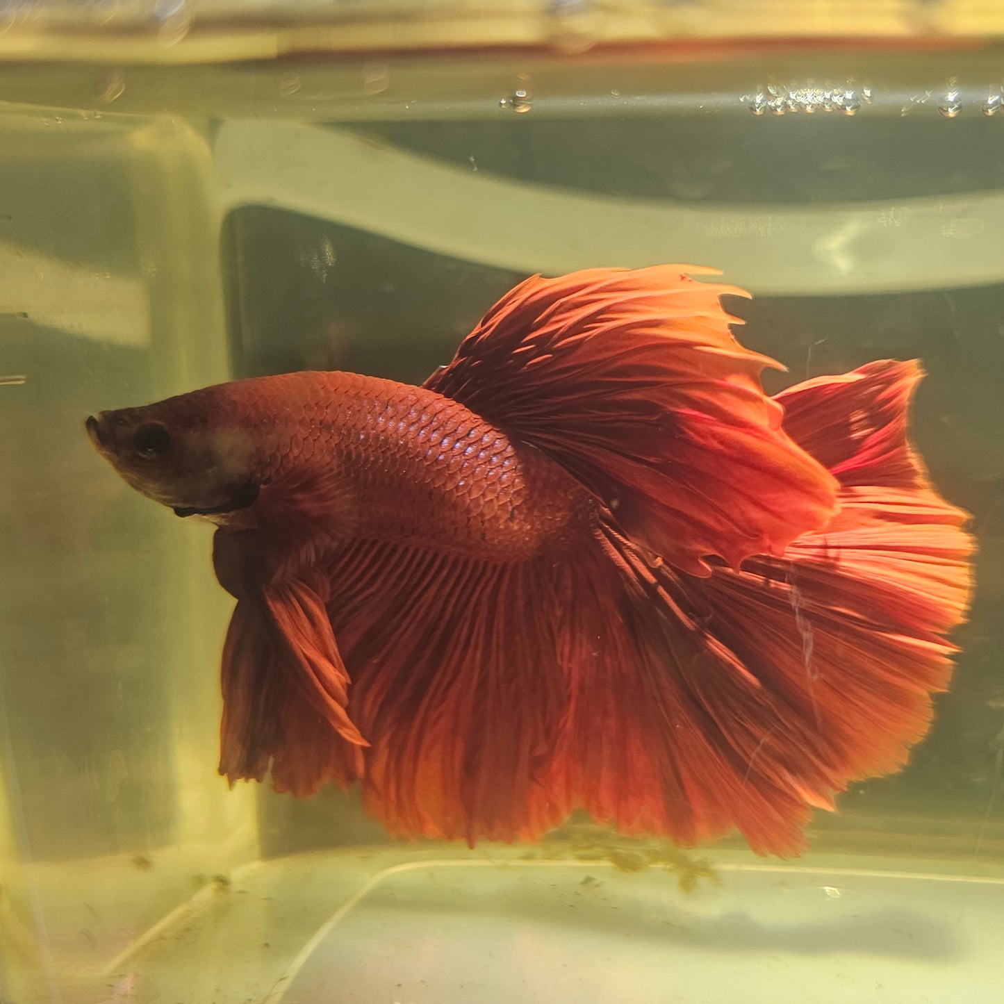 Giant Full Red Rosetail Halfmoon Betta(OHM) 2605A56