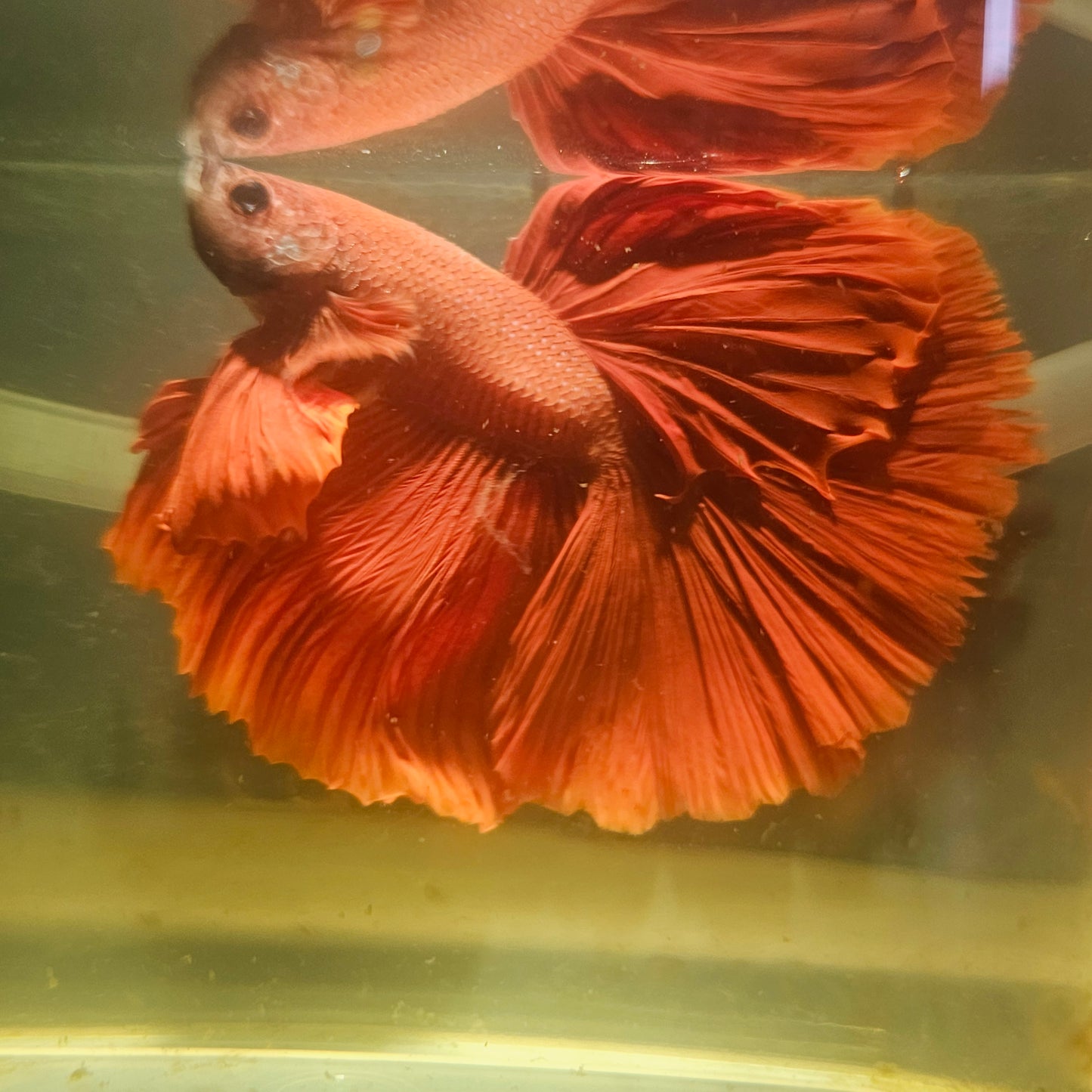 Giant Full Red Rosetail Halfmoon Betta(OHM) 2605A36