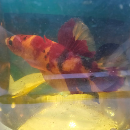 NEMO CANDY GIANT 7+/8CM尼莫糖果巨斗将军251273