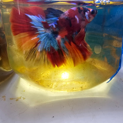 CANDY GALAXY HALFMOON/红星河半月251257